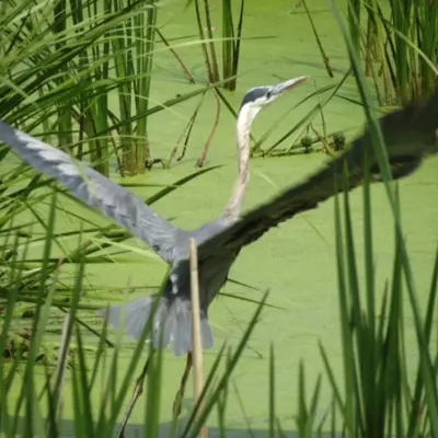 A large blue heron takes off from a pond