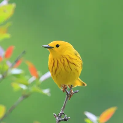 A bright yellow bird perched on a thin branch