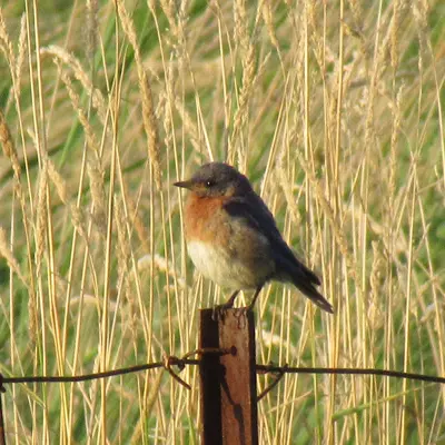 A small bird with a read breast sits on a metal fence post