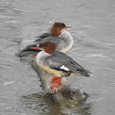 Two grey ducks with red heads sit on a log in the water