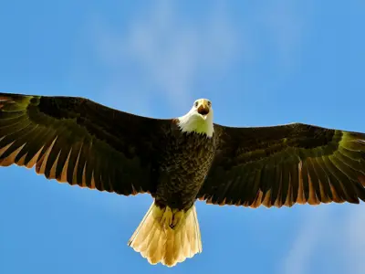 A bald eagle looks down as it soars against a blue sky