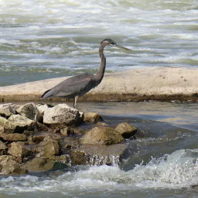 A blue heron wades in fast running water