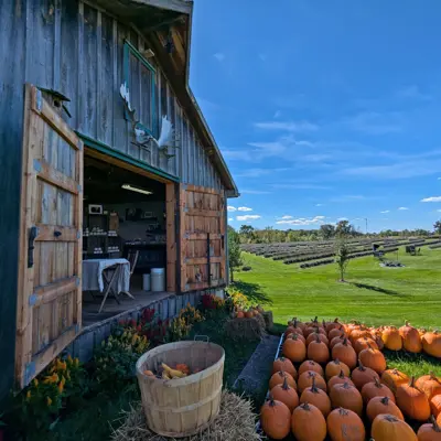 Pumpkins arranged outside a rustic store on a lavender farm